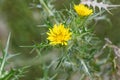 Spotted golden thistleÃÂ , Scolymus maculatus, brilliant yellow flower